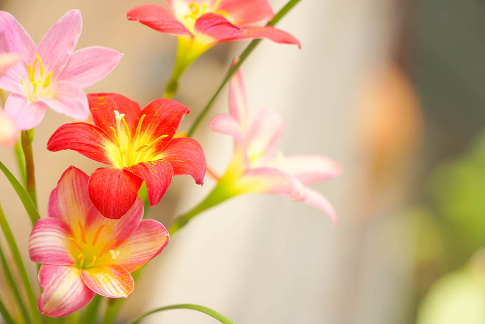 ゼフィランサス