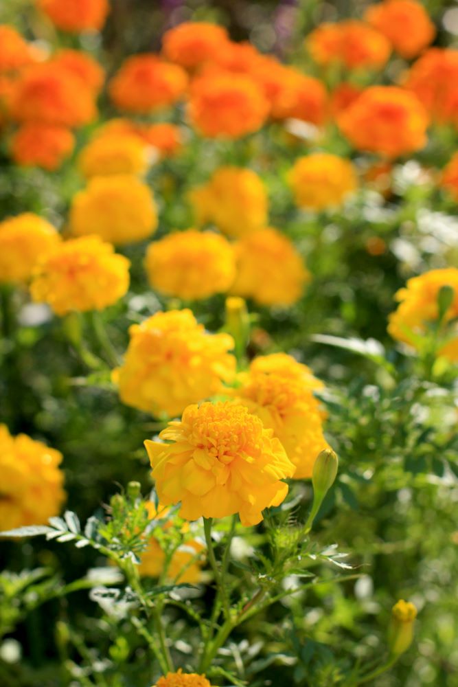 マリーゴールド