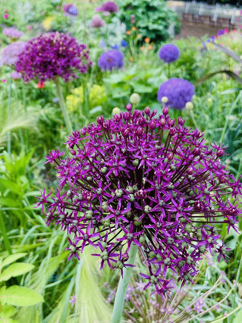 アリウム ‘マイアミ’