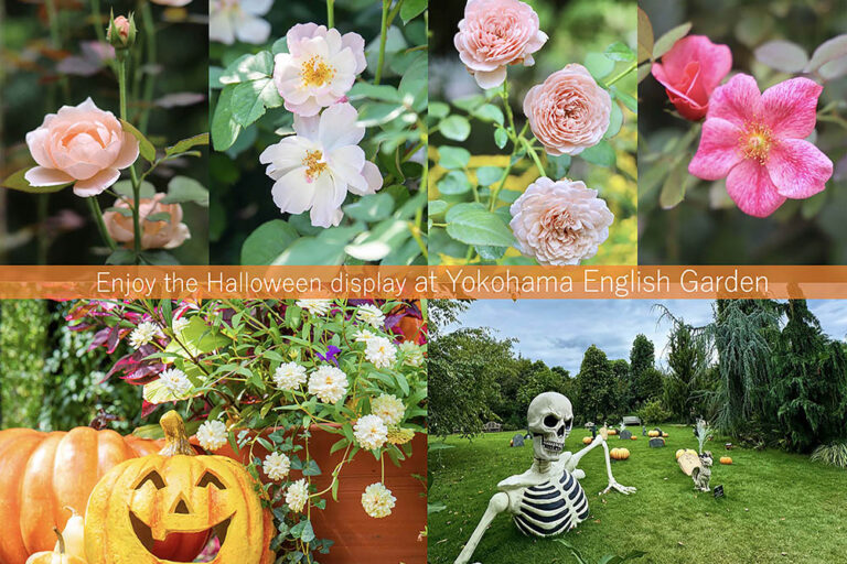 【秋の特別イベント】ハロウィン色＆秋バラも開花して華やぐ「横浜イングリッシュガーデン」に出かけよう！ 