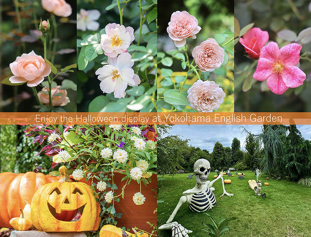 【秋の特別イベント】ハロウィン色＆秋バラも開花して華やぐ「横浜イングリッシュガーデン」に出かけよう！ 