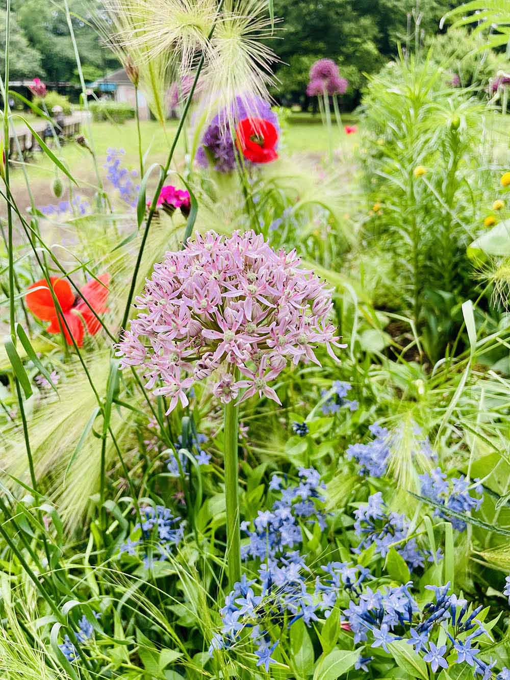 アリウム ‘ピンクジュエル’