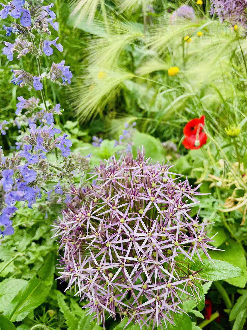 アリウム クリストフィ