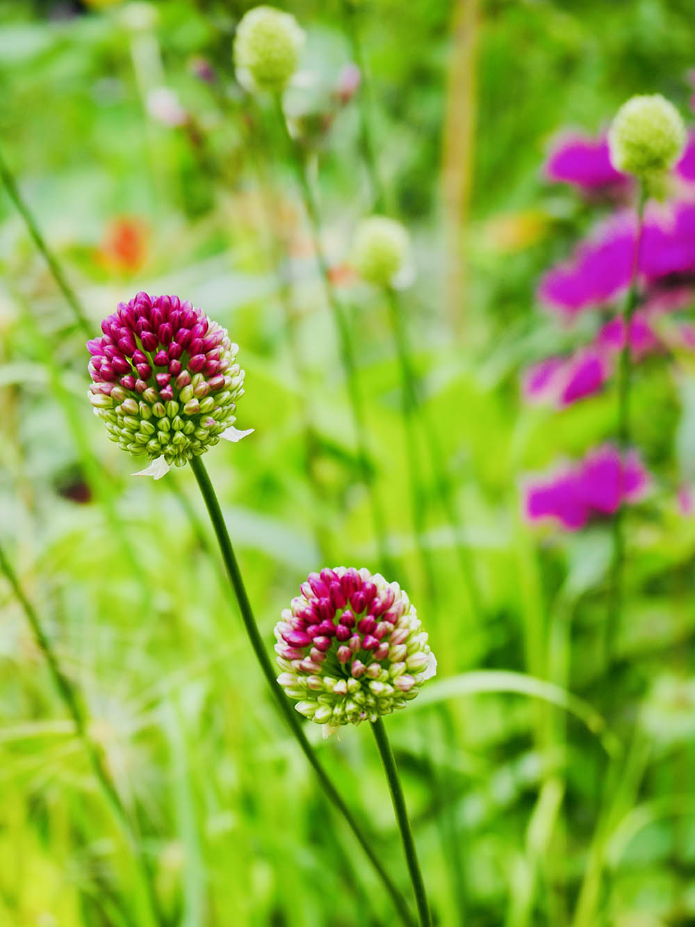 アリウム・スファエロセファロン