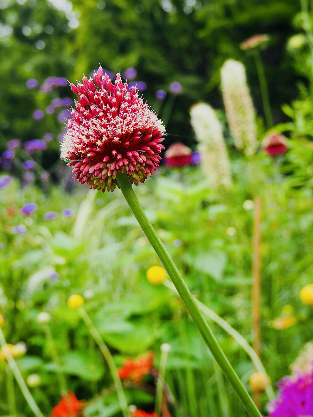 アリウム ‘レッドモヒカン’