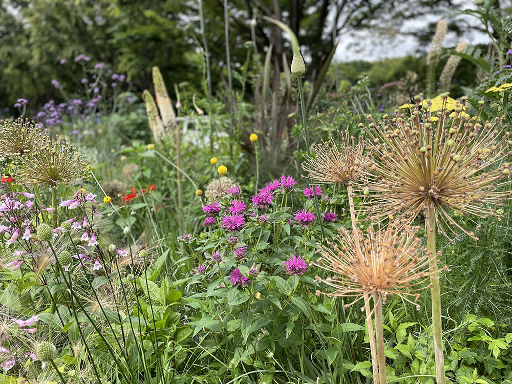 アリウムのシードヘッド