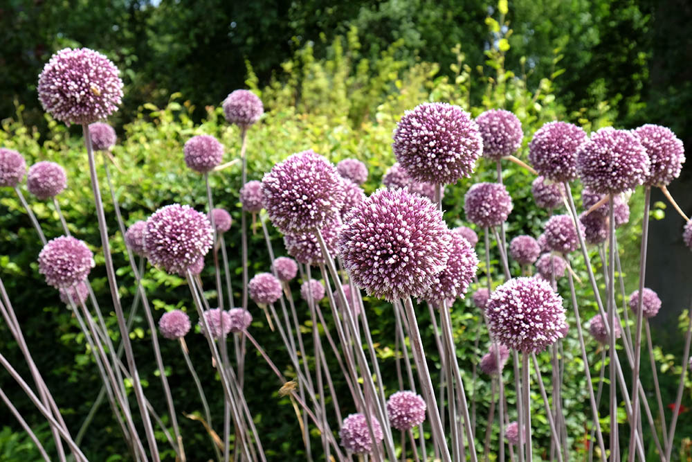 アリウム‘サマードラマー’