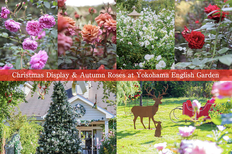 【秋バラが本格的に開花!】煌めくクリスマスの雰囲気を先取り「横浜イングリッシュガーデン」