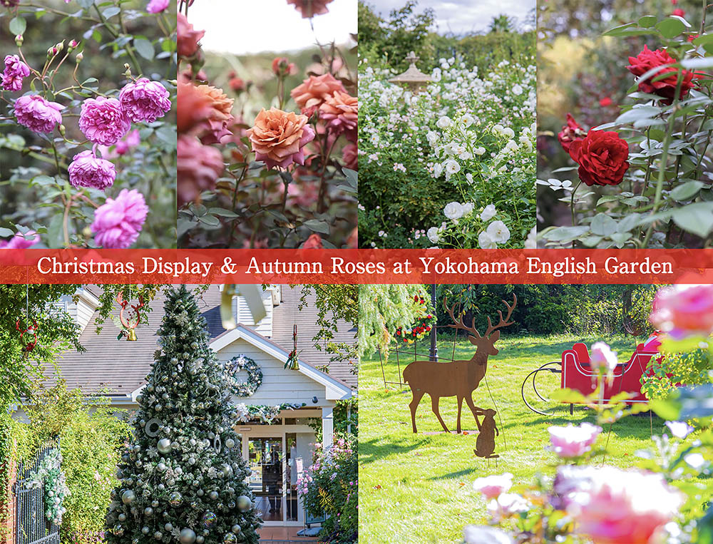 【秋バラが本格的に開花!】煌めくクリスマスの雰囲気を先取り「横浜イングリッシュガーデン」