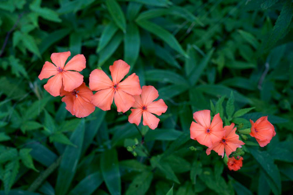 フシグロセンノウ