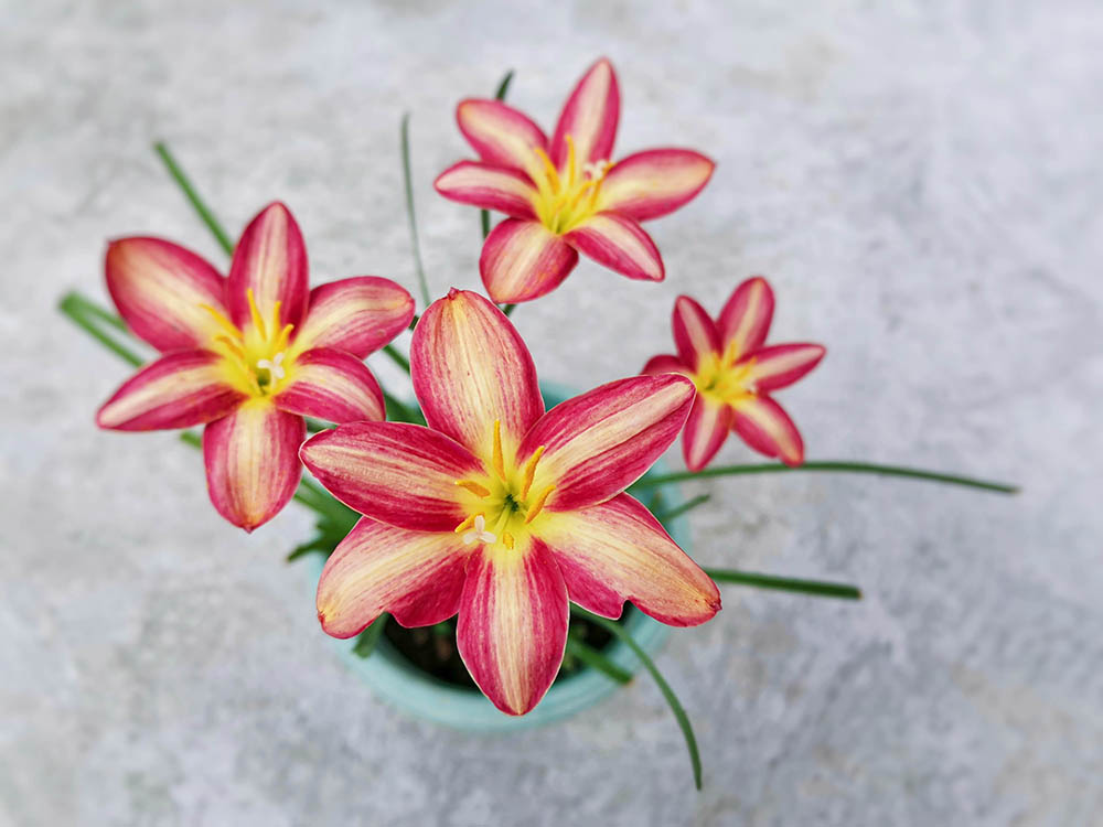 ゼフィランサス