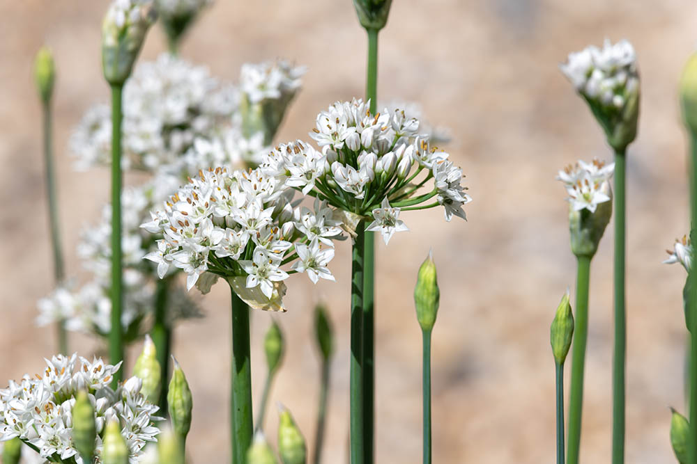 ニラの花
