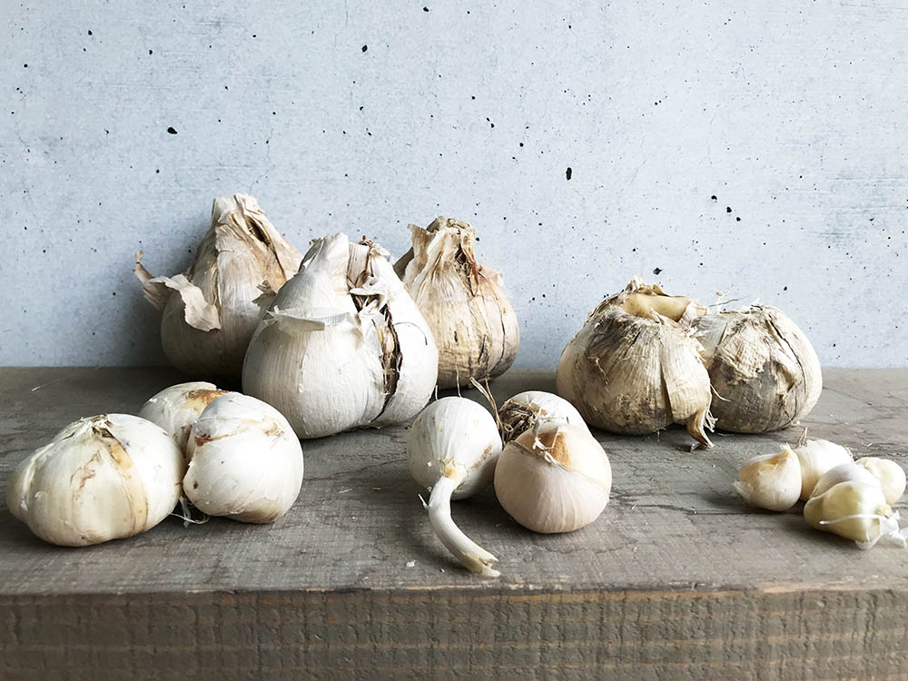 アリウムの球根