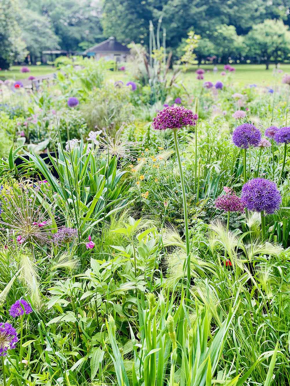 アリウムの庭