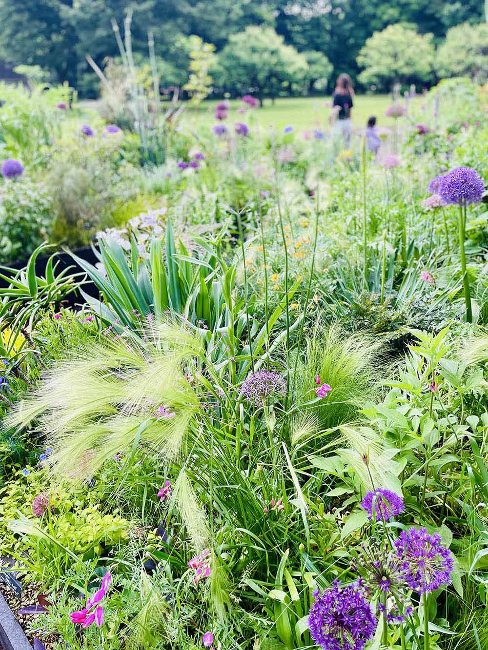 アリウムと宿根草の庭