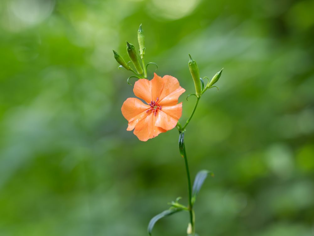 フシグロセンノウ