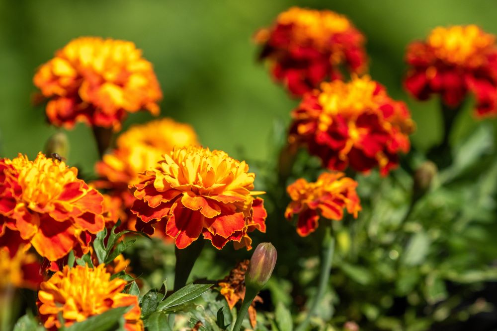 フレンチマリーゴールド