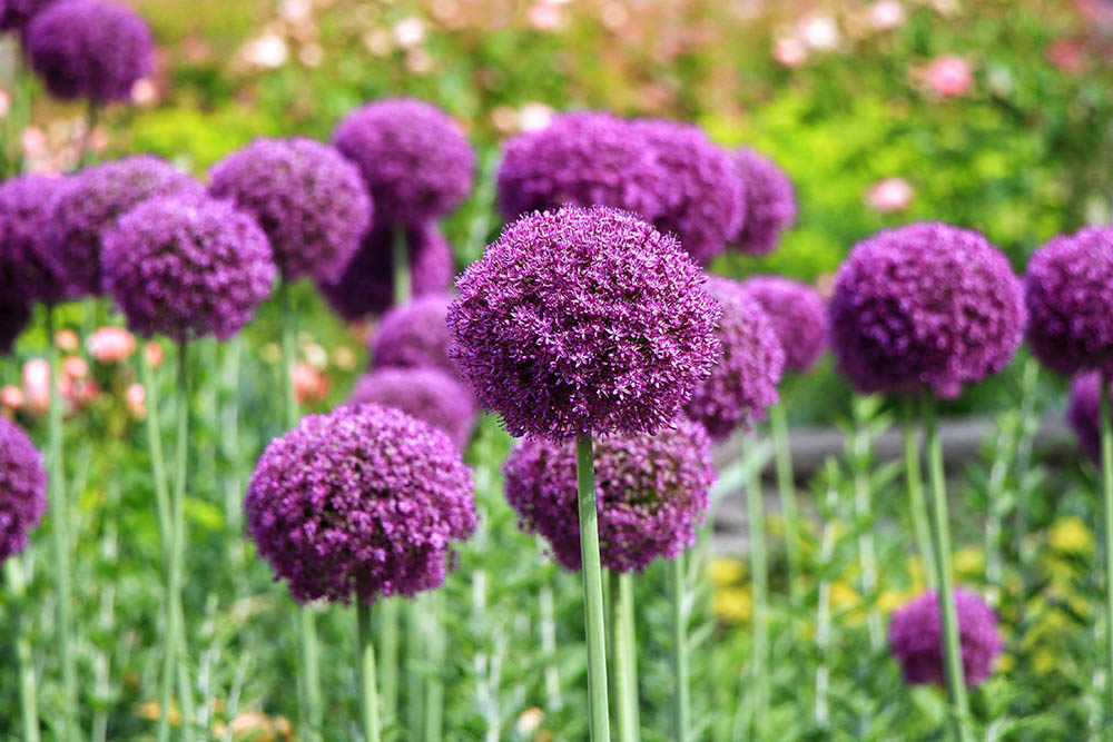 アリウム・ギガンチウム