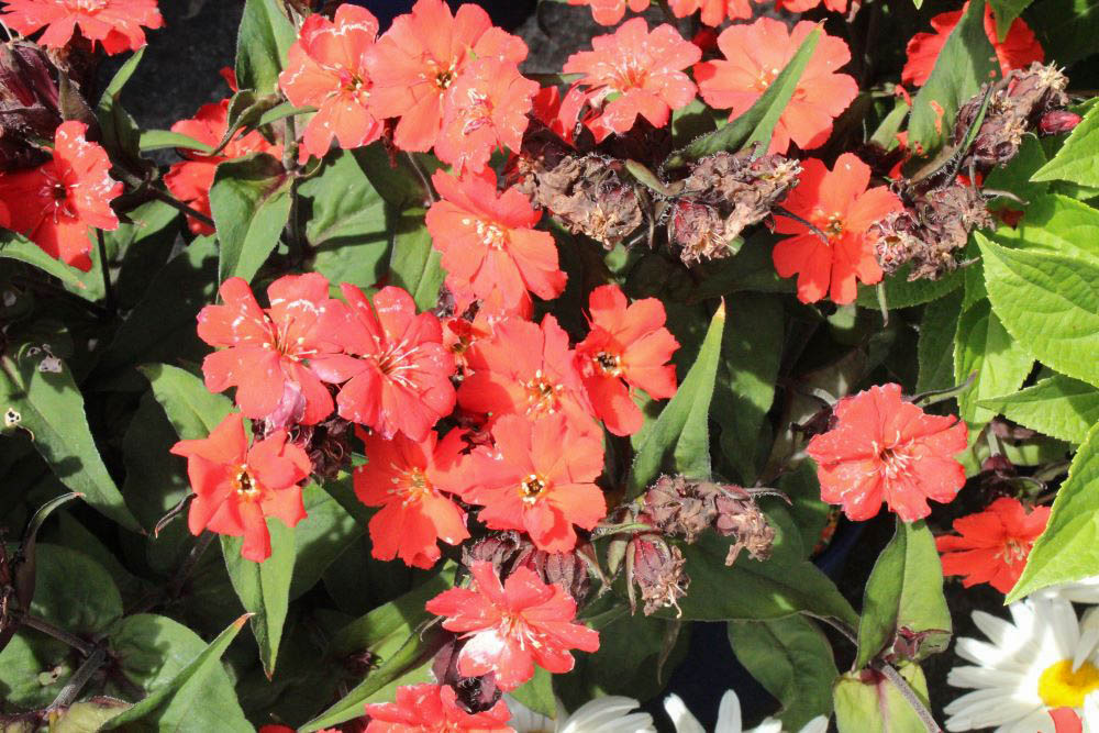 マツモトセンノウ