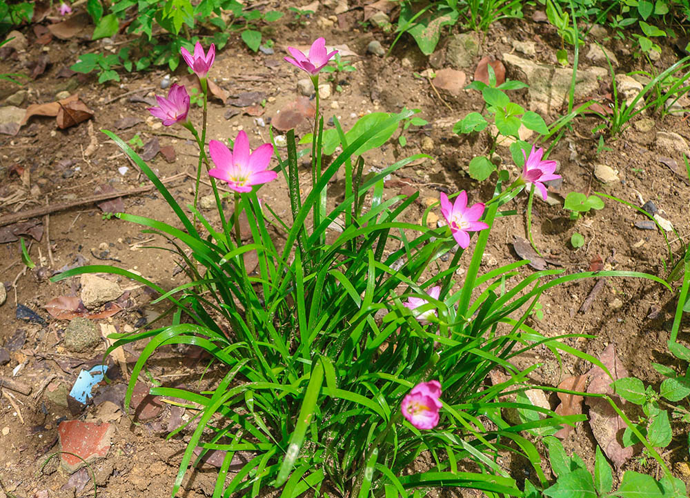 ゼフィランサスモドキ