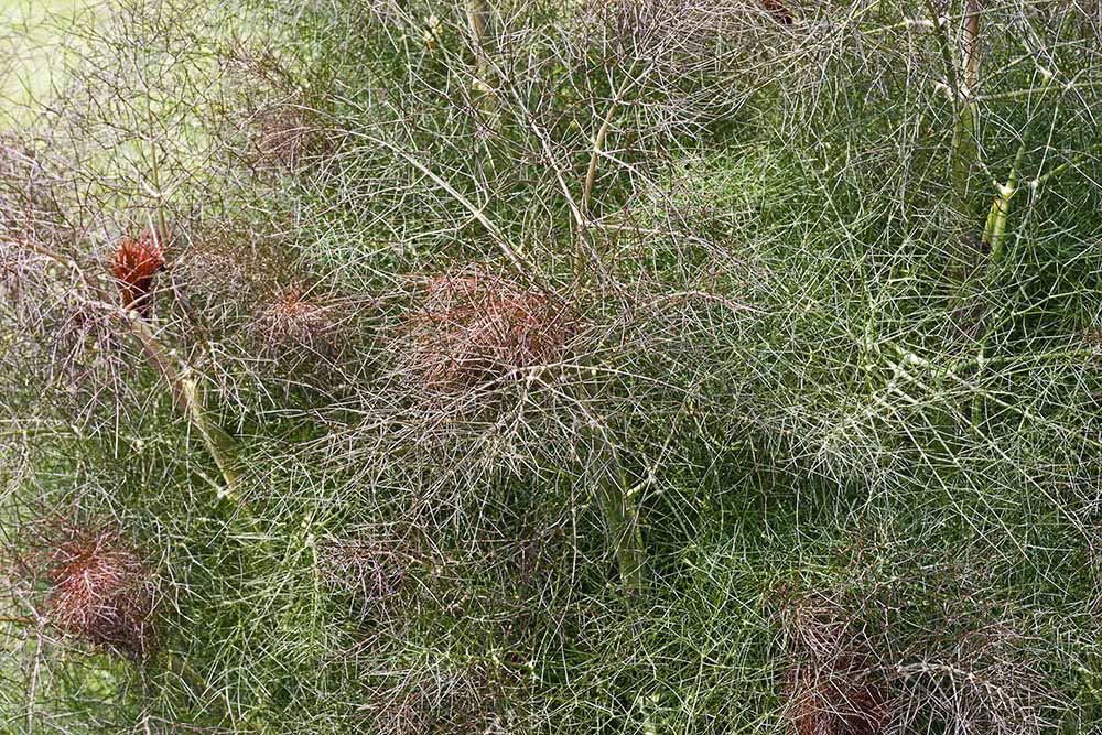 ブロンズフェンネル