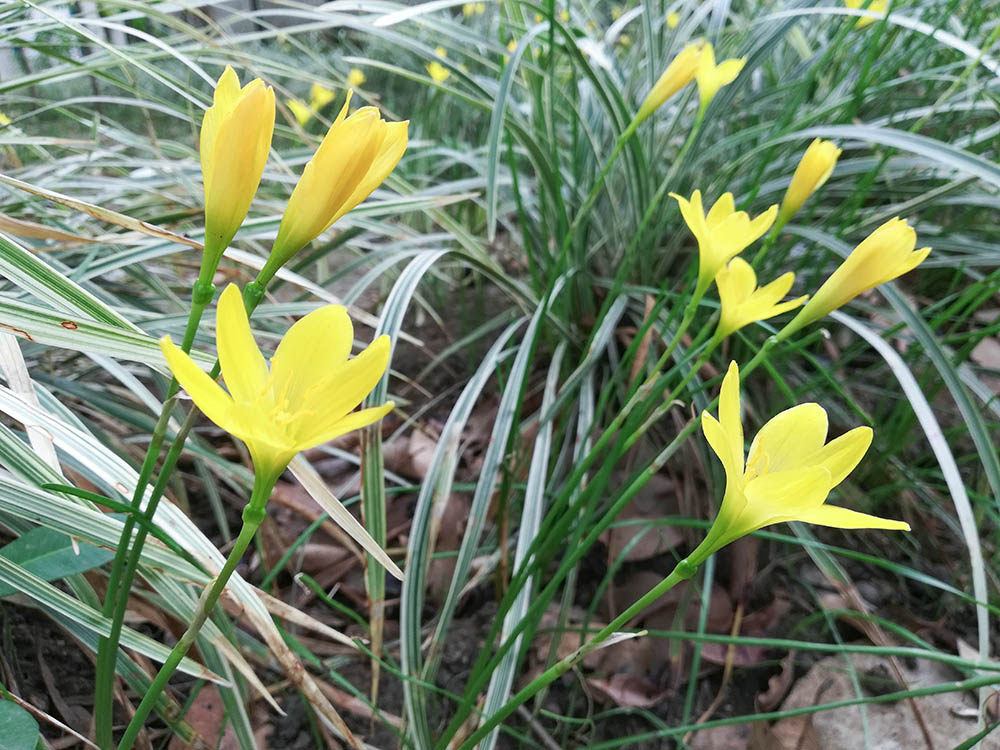 ゼフィランサス・キトリナ