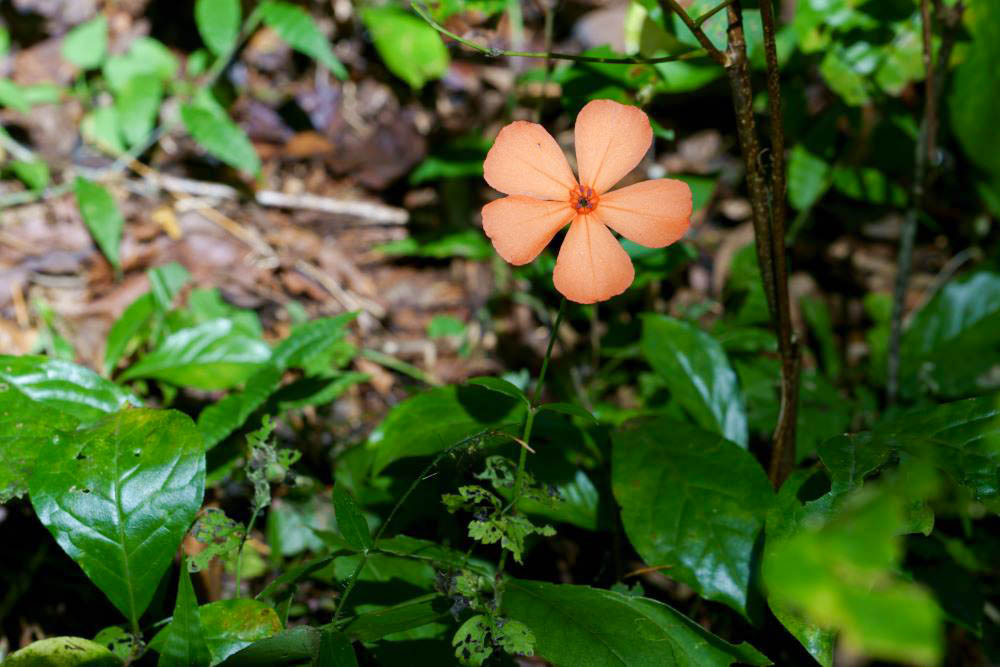 フシグロセンノウ