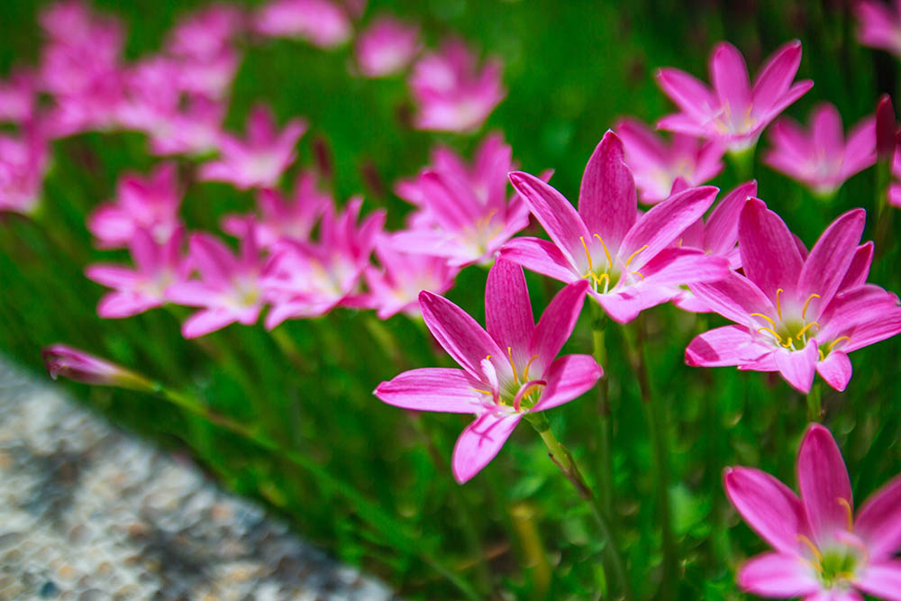 ゼフィランサス・ロゼア