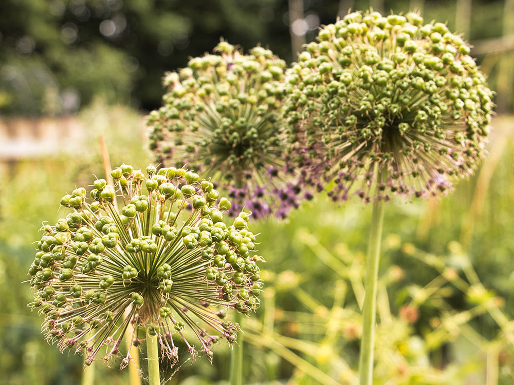 アリウムのシードヘッド