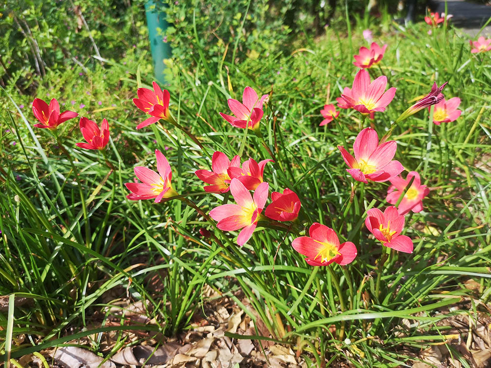 ゼフィランサス‘プライドオブシンガポール’