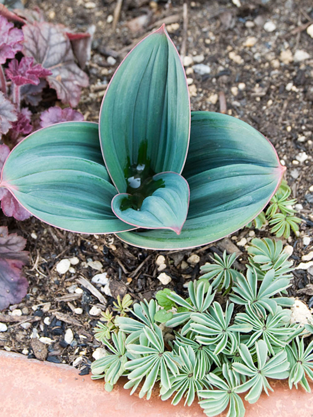 アリウム・カラタビエンセ