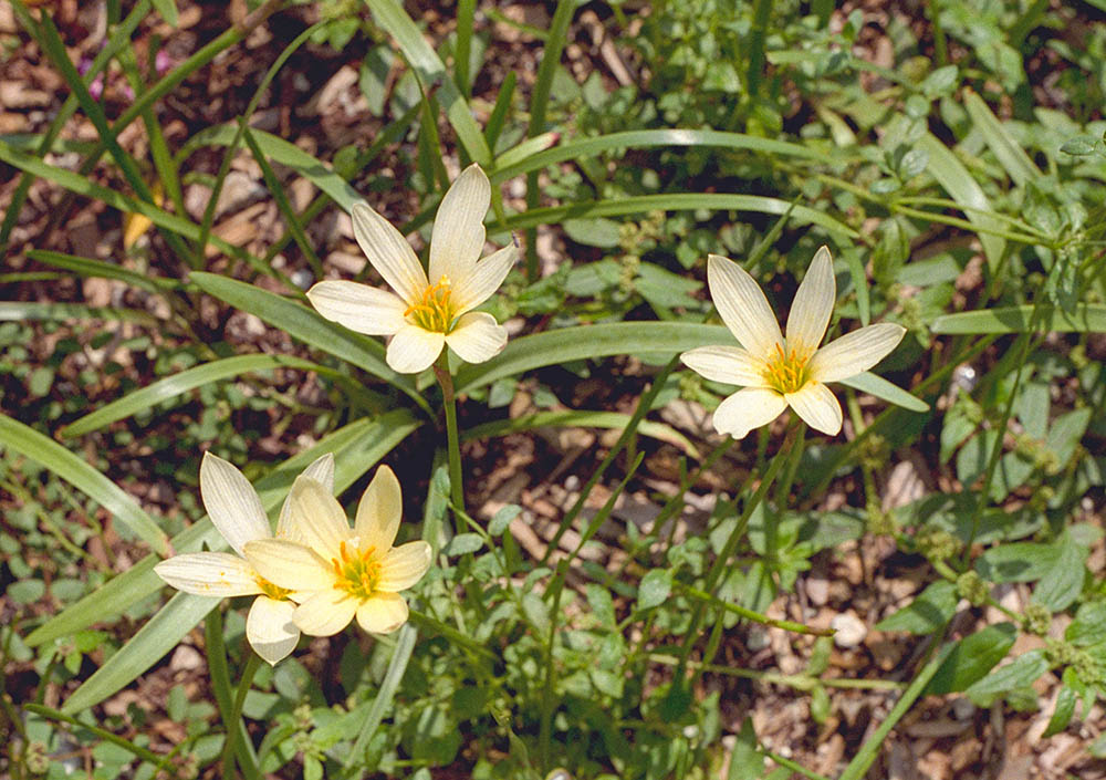 ゼフィランサス‘エイジャックス’