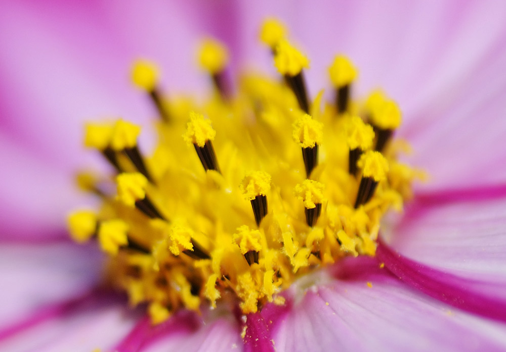 Kulisara chaingam/Shutterstock.com