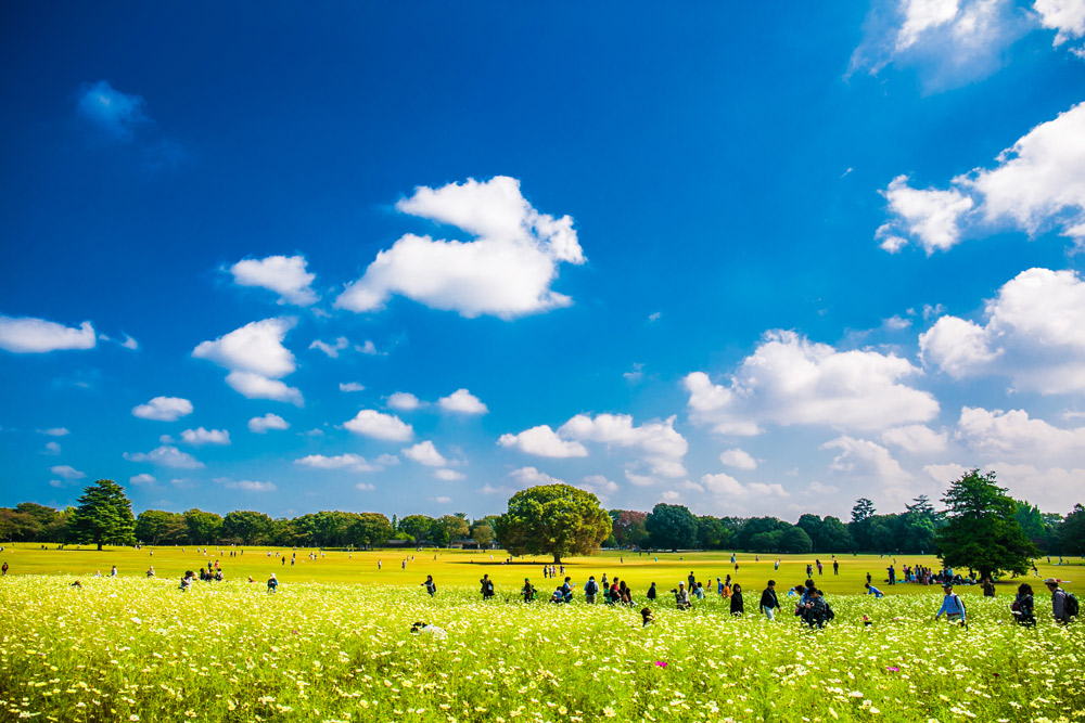 国営昭和記念公園のコスモスの花畑。nobutaka.k/Shutterstock.com