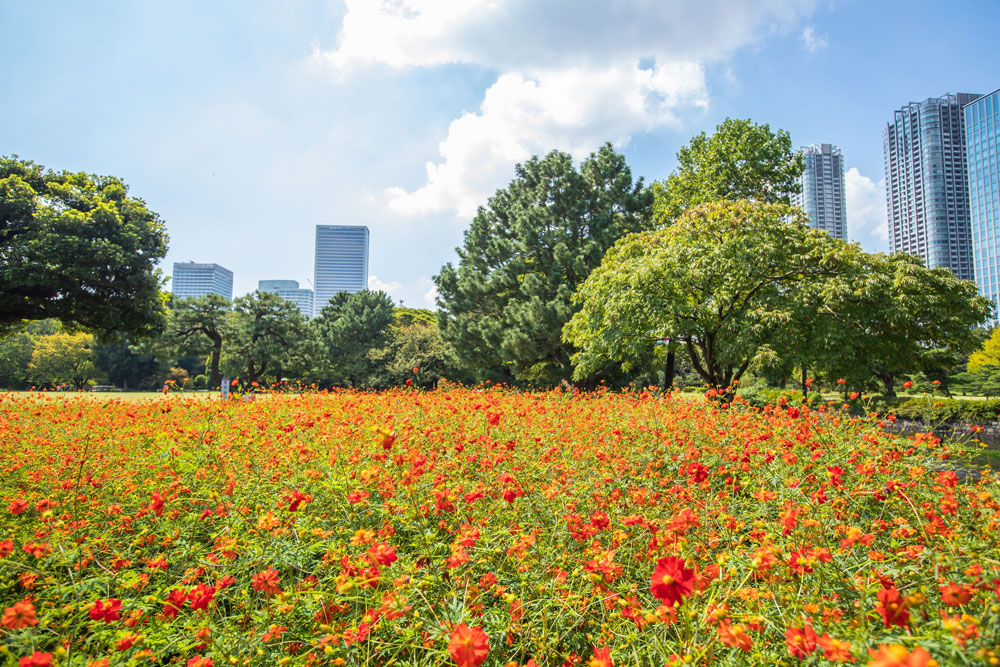 浜離宮恩賜庭園のコスモス。都会のど真ん中でもコスモス畑が楽しめる。
Spyan/Shutterstock.com
