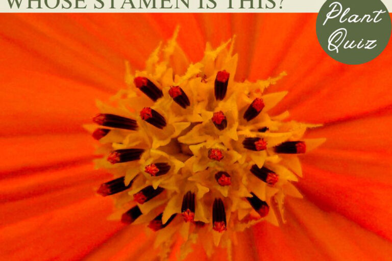 日本の秋の風物詩！…このおしべ、何の花？【Let’s Challenge! 植物クイズ】Vol.14