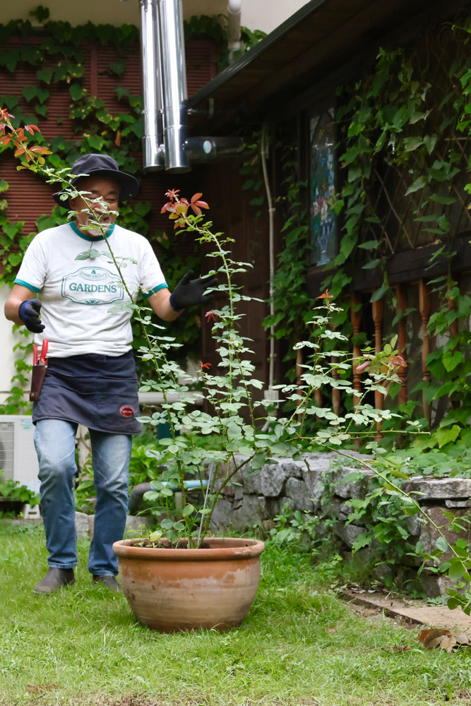 鉢植えバラをオベリスクに誘引!