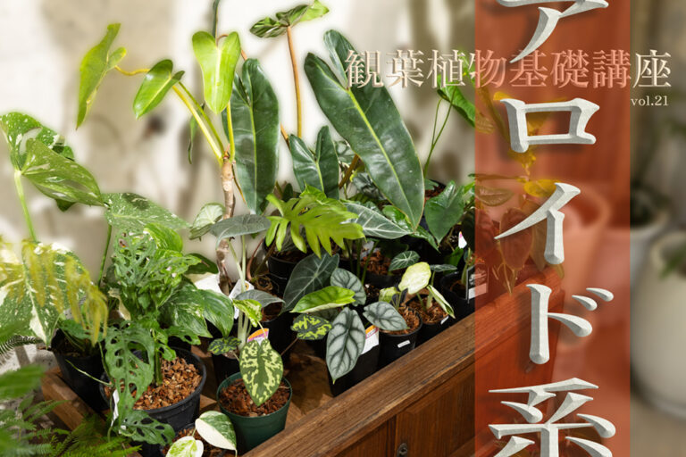 葉姿に惚れる。アロイド系観葉植物の世界｜プロが選ぶ注目の品種15選