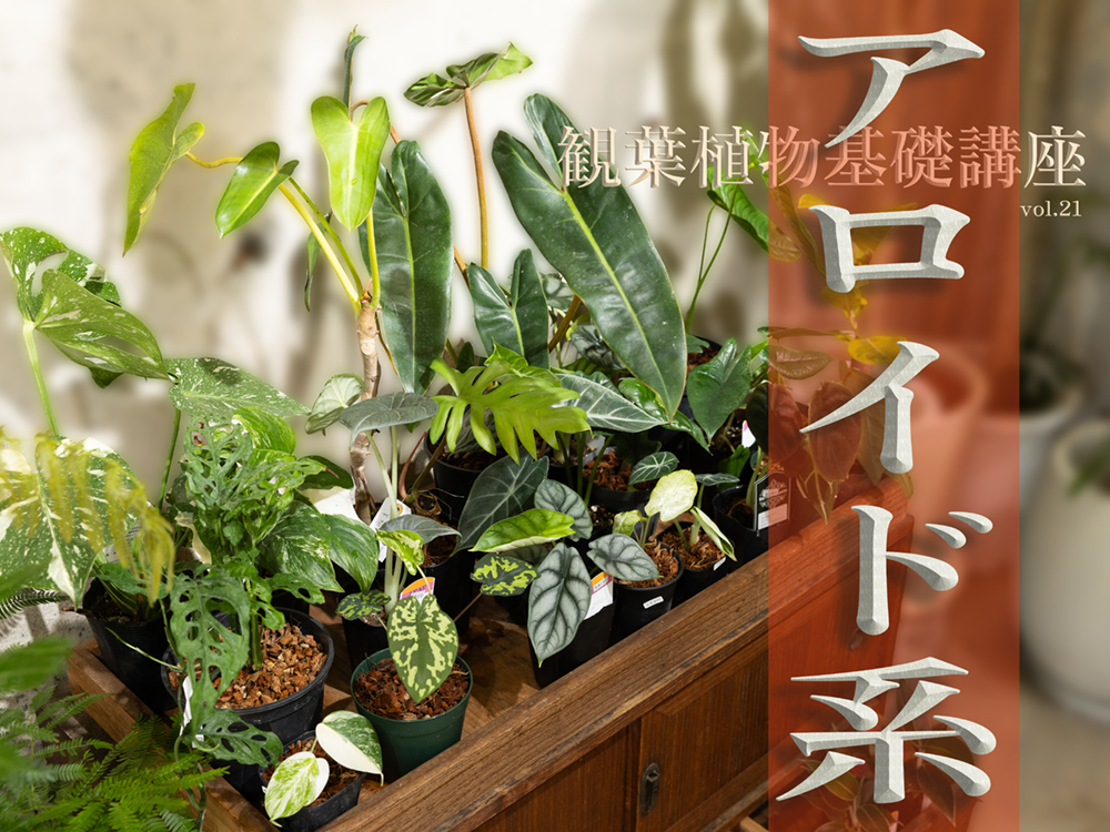 葉姿に惚れる。アロイド系観葉植物の世界｜プロが選ぶ注目の品種15選