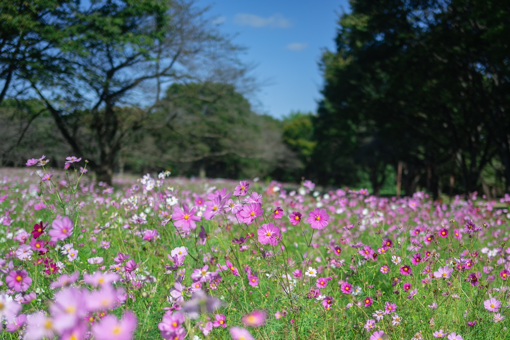 国営昭和記念公園「コスモスまつり2025」