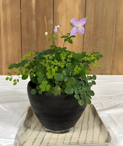 殿ヶ谷戸庭園「秋の山野草展」