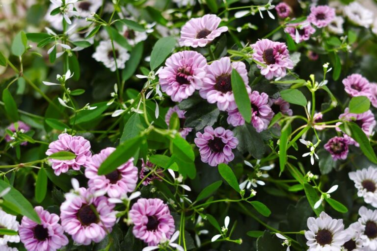 【秋の宿根草】黒芯が映える小花 ‘インヤン(陰陽)’で大人シックに|実例3選