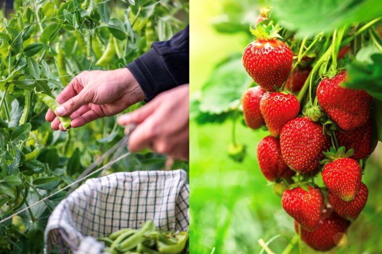 11月からでも間に合う! 家庭菜園TOP5|玉ねぎ・イチゴ・葉もの・そら豆・スナップえんどうの始め方