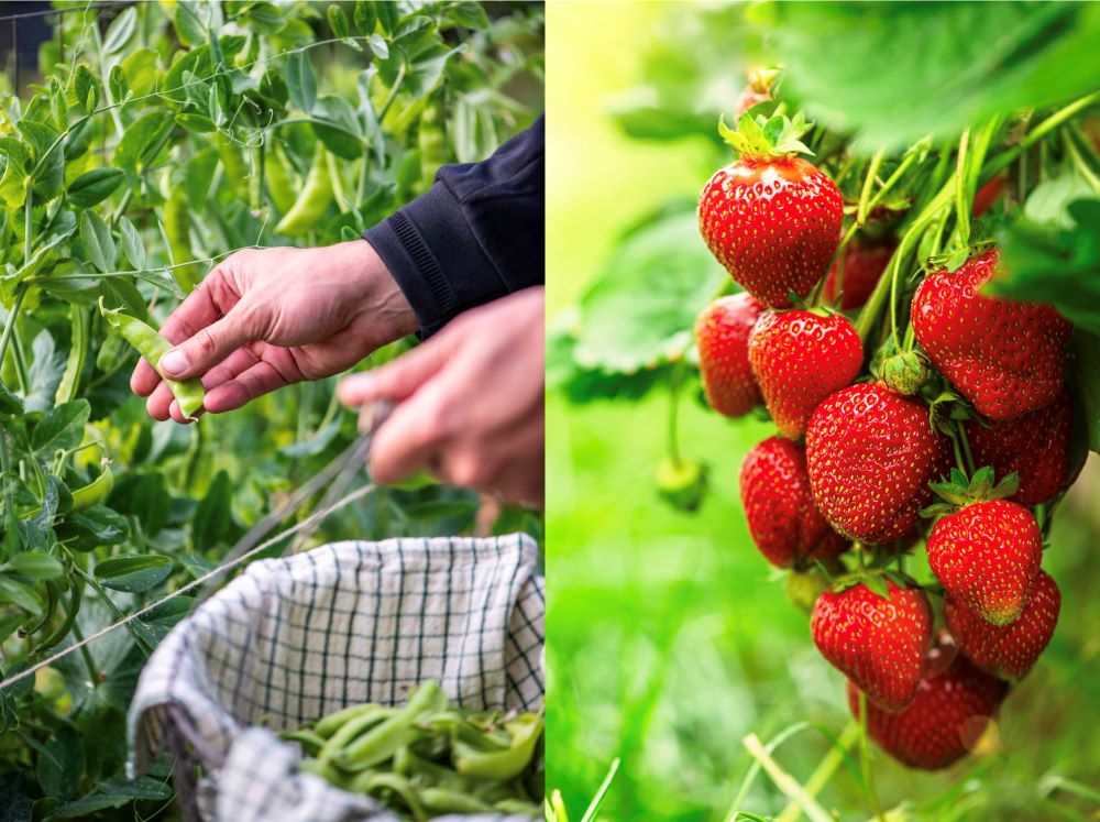 11月からでも間に合う! 家庭菜園TOP5|玉ねぎ・イチゴ・葉もの・そら豆・スナップえんどうの始め方