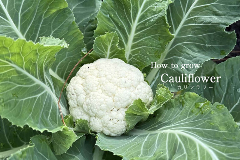 【初心者向け】カリフラワーの育て方完全ガイド｜プランター栽培のコツと失敗しないポイント