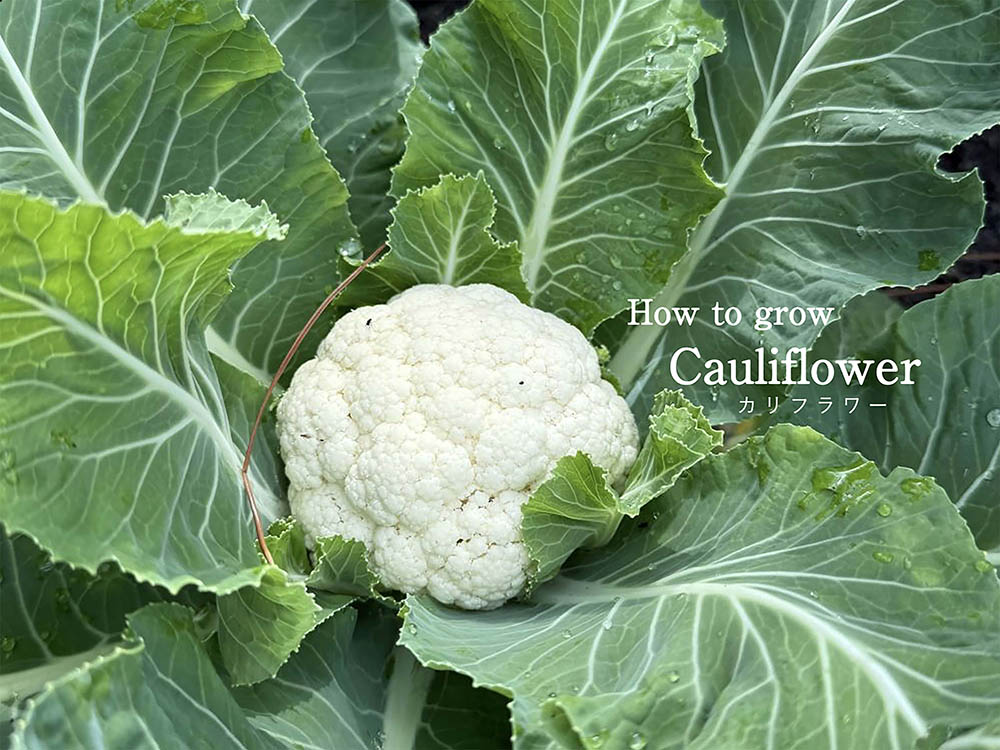 【初心者向け】カリフラワーの育て方完全ガイド｜プランター栽培のコツと失敗しないポイント