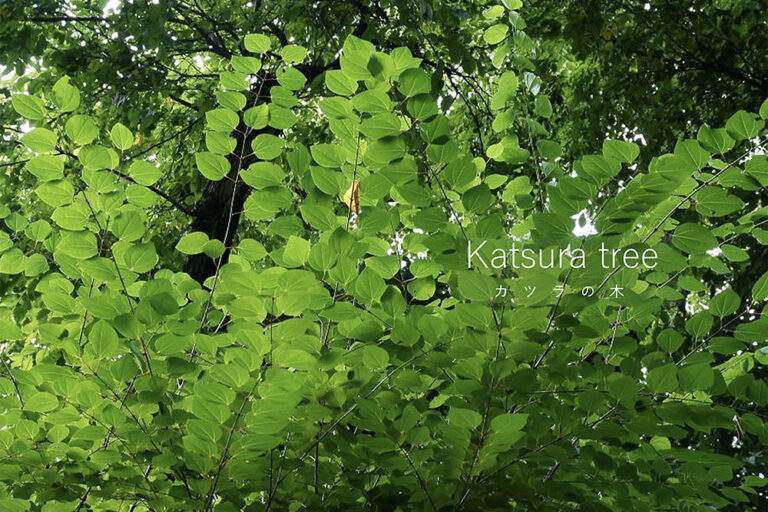 【庭木やシンボルツリーに】カツラの木とは？ 香り・紅葉・育て方まで徹底解説！
