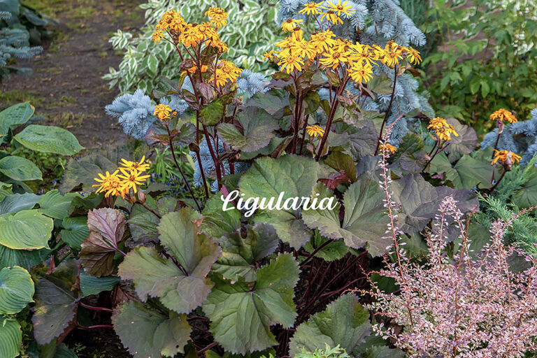 【シェードガーデンの救世主】半日陰でも存在感抜群の「リグラリア」種類・特徴、葉焼けを防ぐ夏越しの注意点