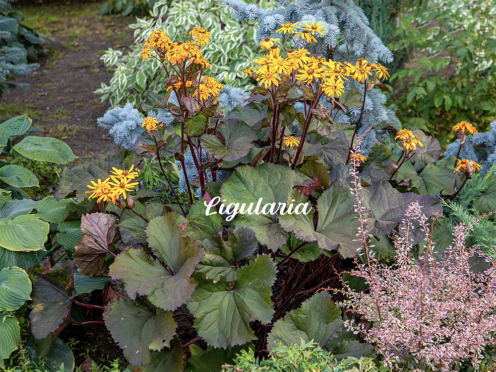 【シェードガーデンの救世主】半日陰でも存在感抜群の「リグラリア」種類・特徴、葉焼けを防ぐ夏越しの注意点