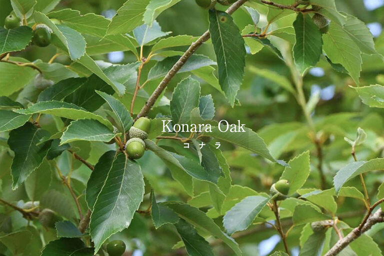 どんぐりから発芽させる! 初心者でもできる「コナラ」の育て方とシンボルツリーとしての魅力
